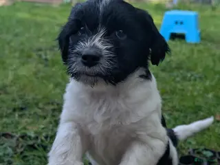 Nederlandse Schapendoes honden Schapendoes reu - Advertentie 7
