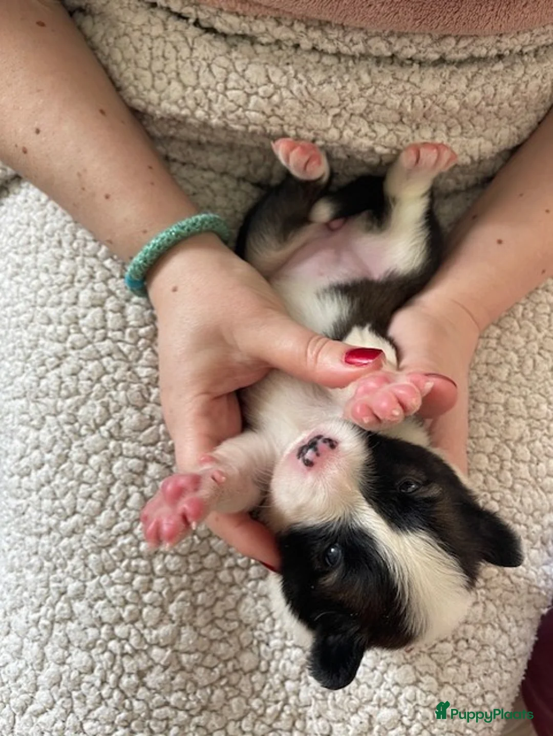 Border Collie honden te koop: Prachtige Border Collie pups | stamboom (ISDS/FCI) in Nagele - Advertentie 40