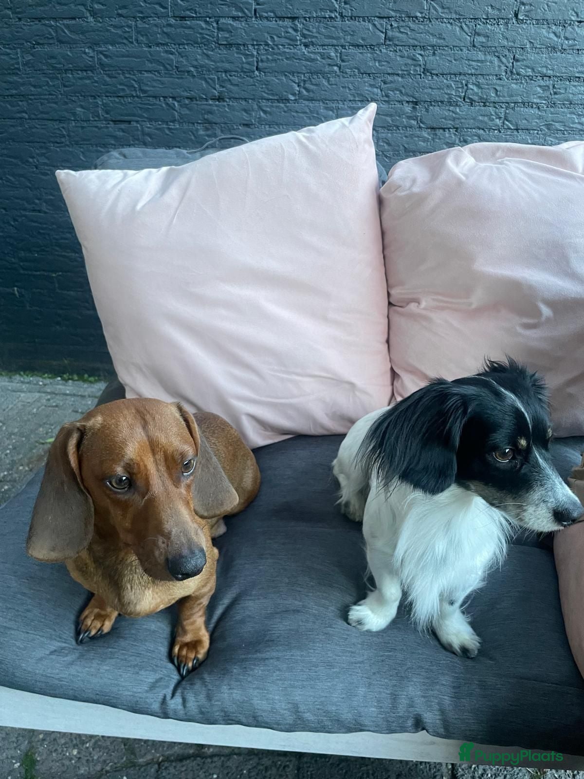 Kruising honden Te koop mooie lieve teckel pups  - Advertentie 1