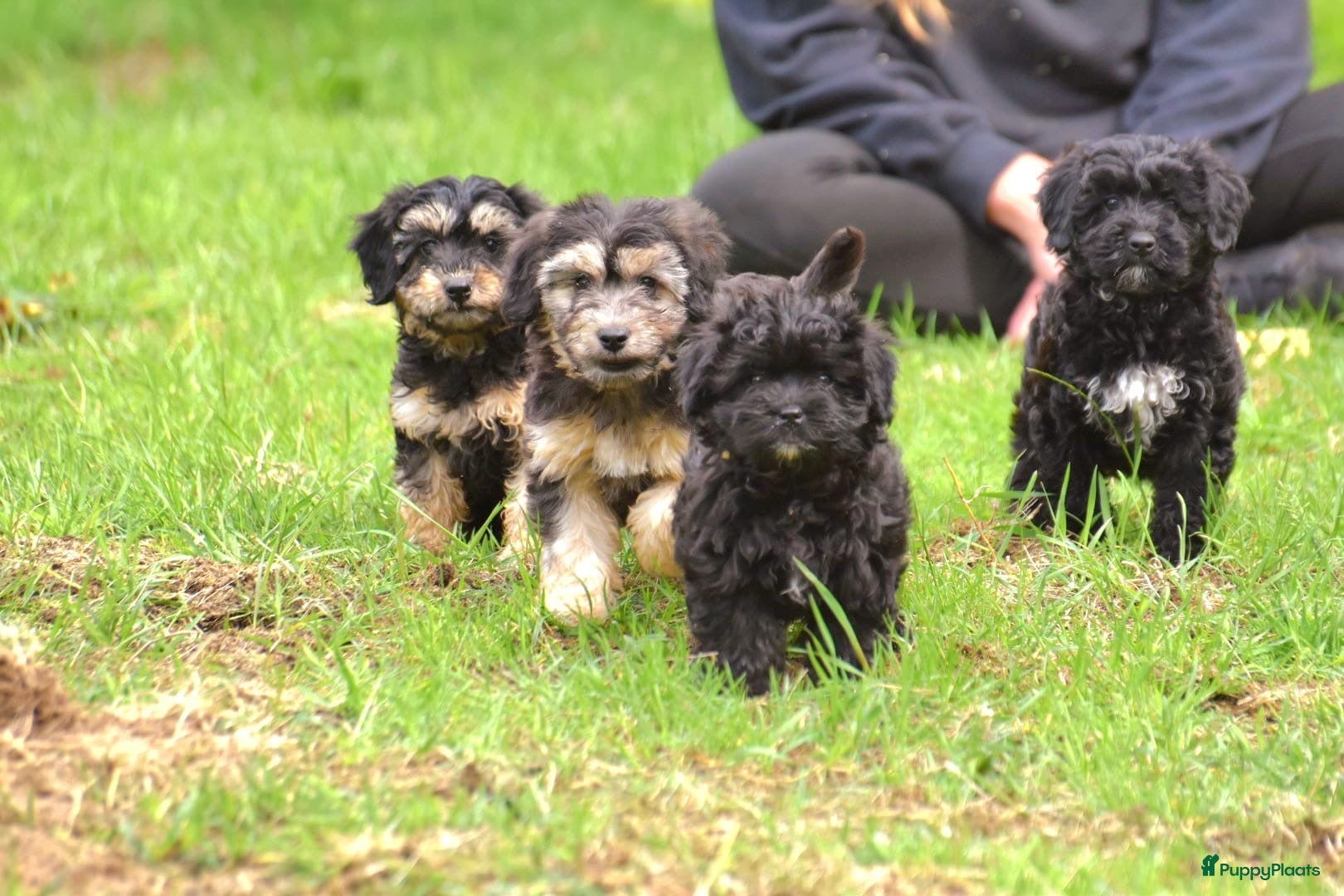 Kruising honden 6 (nog5!) Prachtige york/shihtzu x poedel pups - Advertentie 1