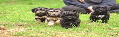 Kruising Puppy 5