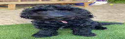 Kruising honden te koop: Lieve Cockapoo pups te koop  in Barneveld - Advertentie 15