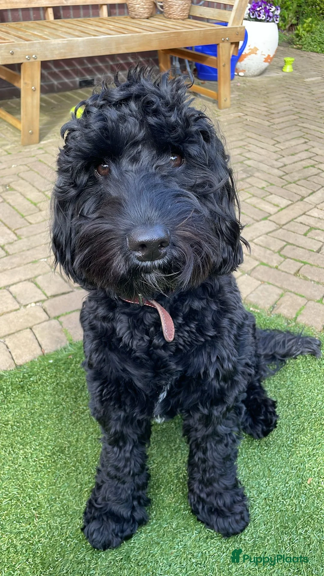 Kruising honden te koop: Lieve Cockapoo pups te koop  in Barneveld - Advertentie 15