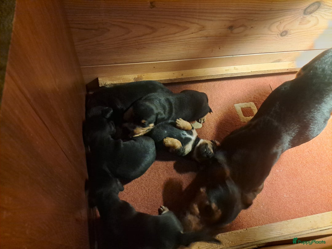 Jack Russel Terriër honden te koop: Mooi nest jack russel pups - Advertentie 7