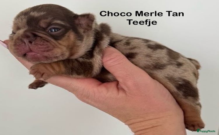 Franse Bulldog honden - Advertentie 15