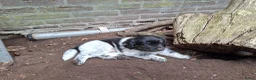 Kruising honden te koop: Lieve puppy's  in Hazerswoude-Dorp - Advertentie 6