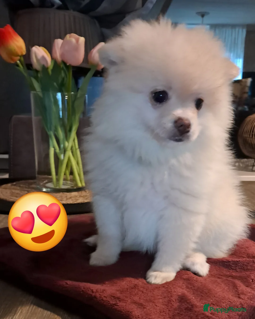 Pomeriaan honden te koop: Pomeriaan pups  - Advertentie 4