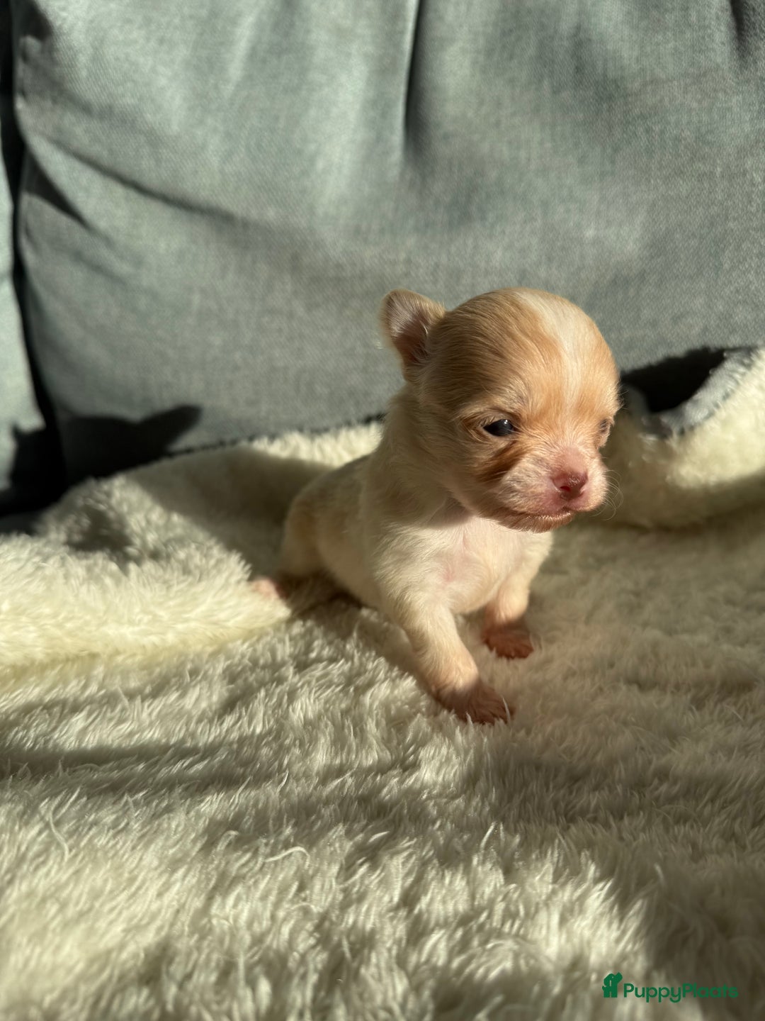 Chihuahua honden te koop: Chihuahuas pups - Advertentie 31