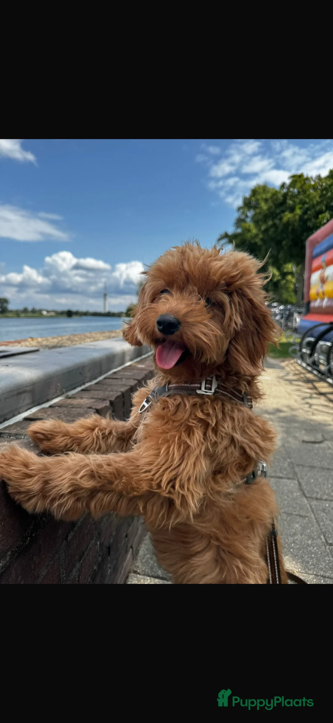 Goldendoodle honden te koop: Prachtige goldendoodle mini s  - Advertentie 14
