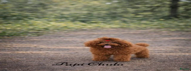 Papi