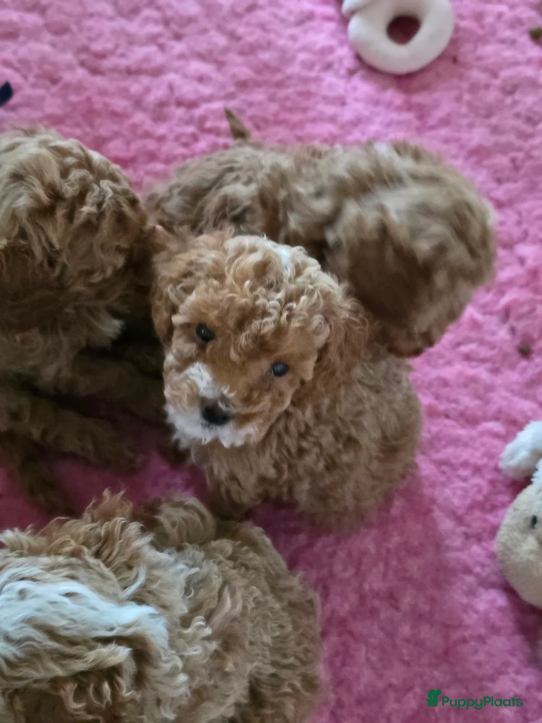 Maltipoo honden te koop: Mooie Maltipoo / toy poedel pup pups - Advertentie 19