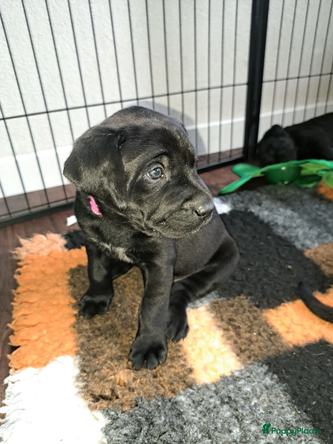Labrador Retriever honden te koop: Labrador kruising in Sibculo - Advertentie 3