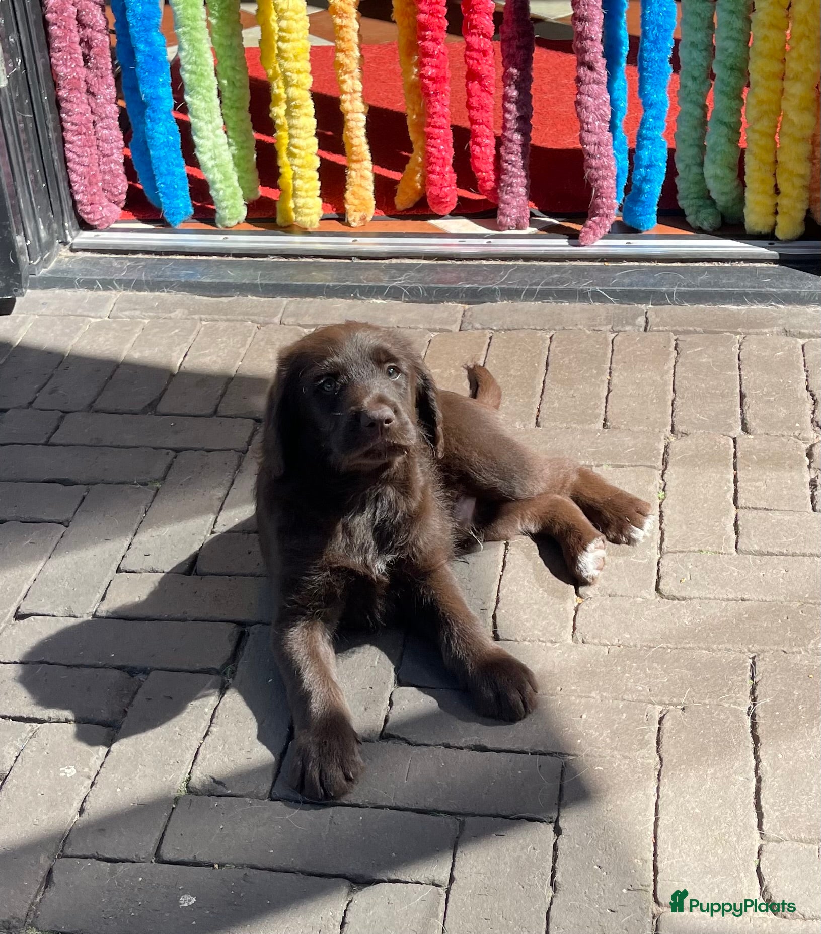 Labradoodle honden 2 van de 5 unieke Labradoodle bruin/wit aftekening - Advertentie 1