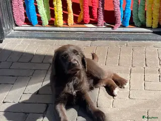 Labradoodle honden 2 van de 5 unieke Labradoodle bruin/wit aftekening - Advertentie 6