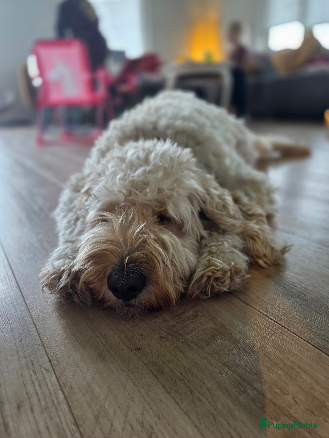 Goldendoodle honden te koop: 🐶 Goldendoodle pups medium - Advertentie 18