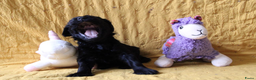 Barbet honden te koop: Barbet pups - Advertentie 36