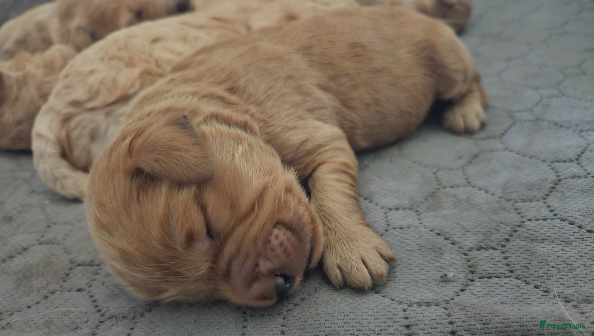 Kruising Puppy 3