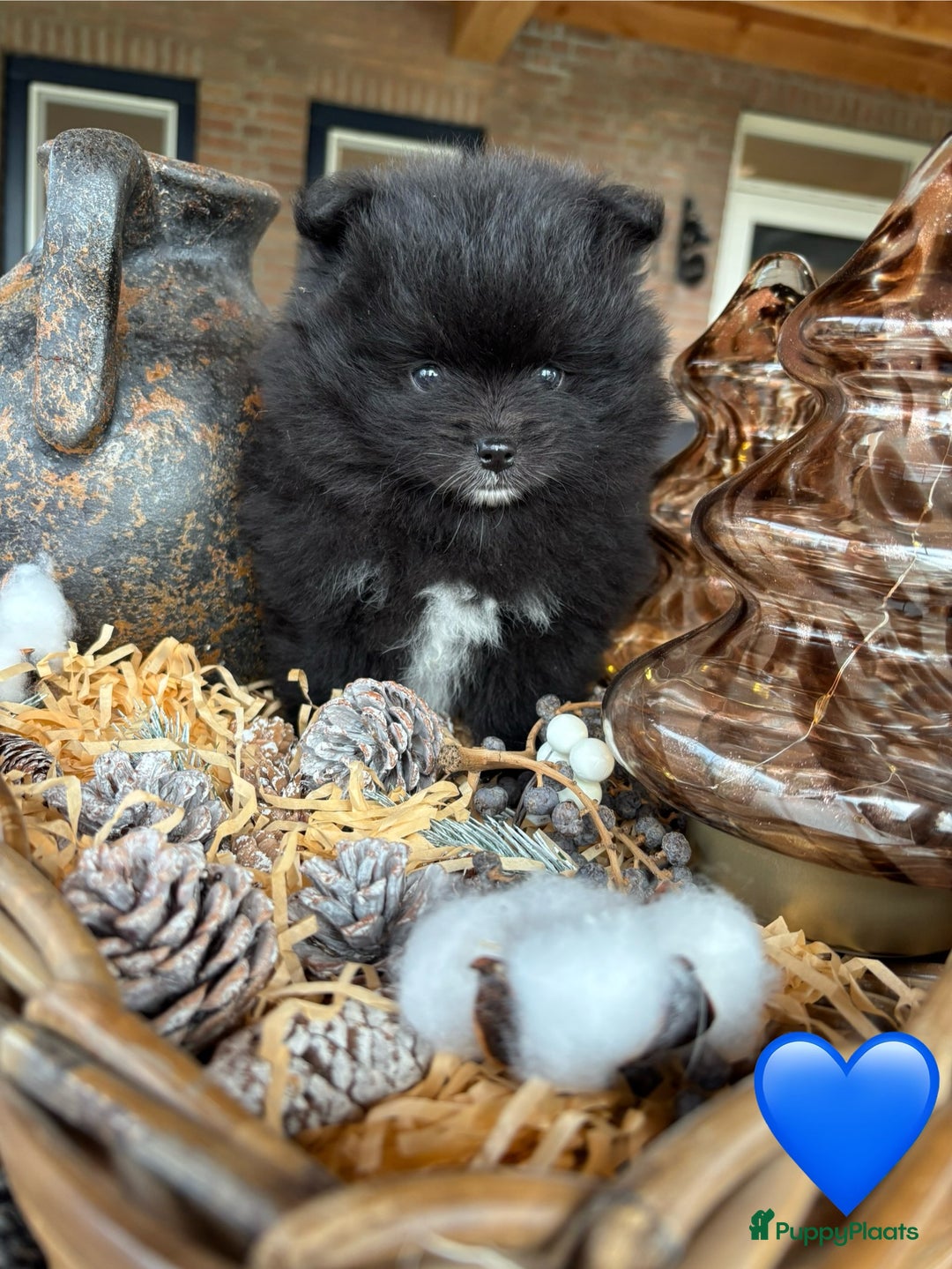 Pomeriaan honden te koop: Pomeriaan pups - Advertentie 12