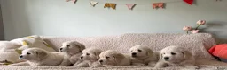 Golden Retriever honden te koop: Golden retriever pups🐶❤️ - Advertentie 6