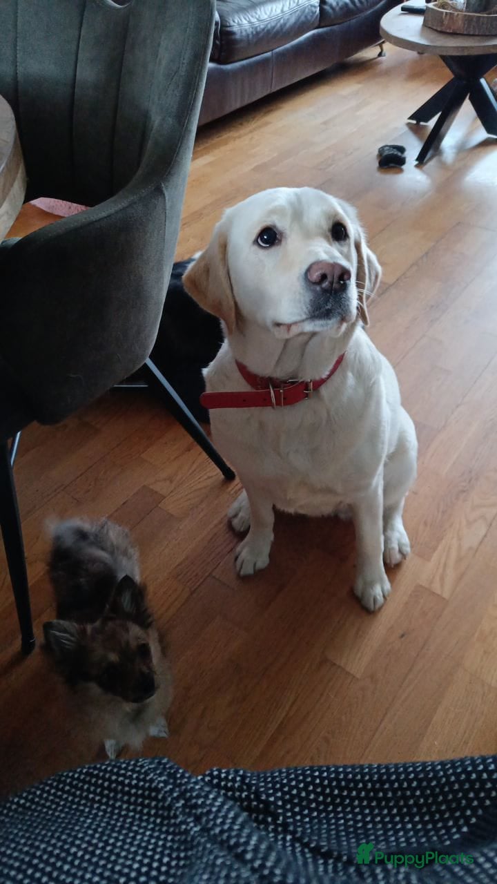 Kruising honden mooie kruising .labrador met pomeriaan - Advertentie 8