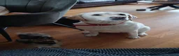 Kruising honden te koop: mooie kruising .labrador met pomeriaan - Advertentie 1