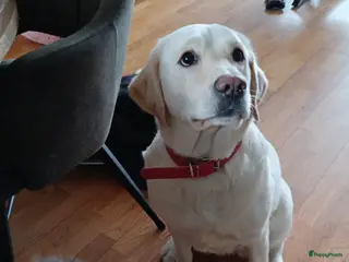 Kruising honden mooie kruising .labrador met pomeriaan - Advertentie 6