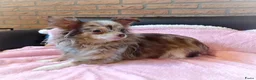 Chihuahua honden te koop: NOG TWEE schattige chihuahua puppys!! - Advertentie 2