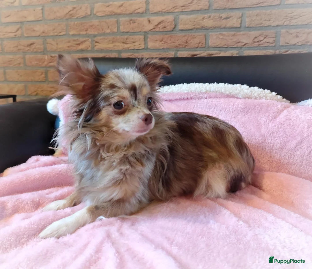 Chihuahua honden te koop: NOG TWEE schattige chihuahua puppys!! - Advertentie 2