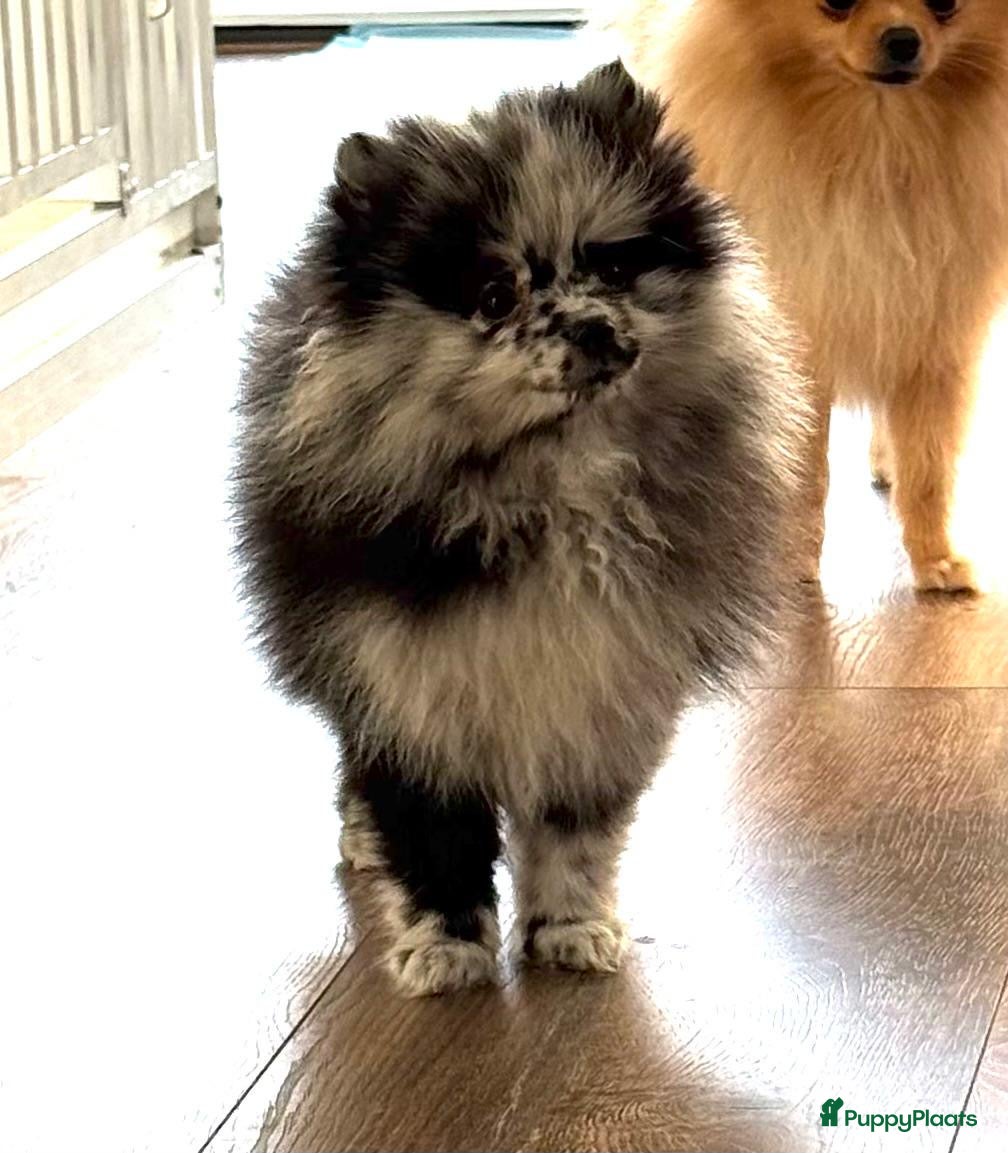 Pomeriaan honden Prachtige Pomeriaan pups  - Advertentie 4