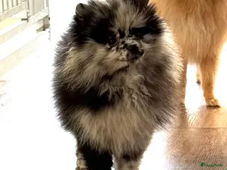Pomeriaan honden Prachtige Pomeriaan pups - Advertentie 4
