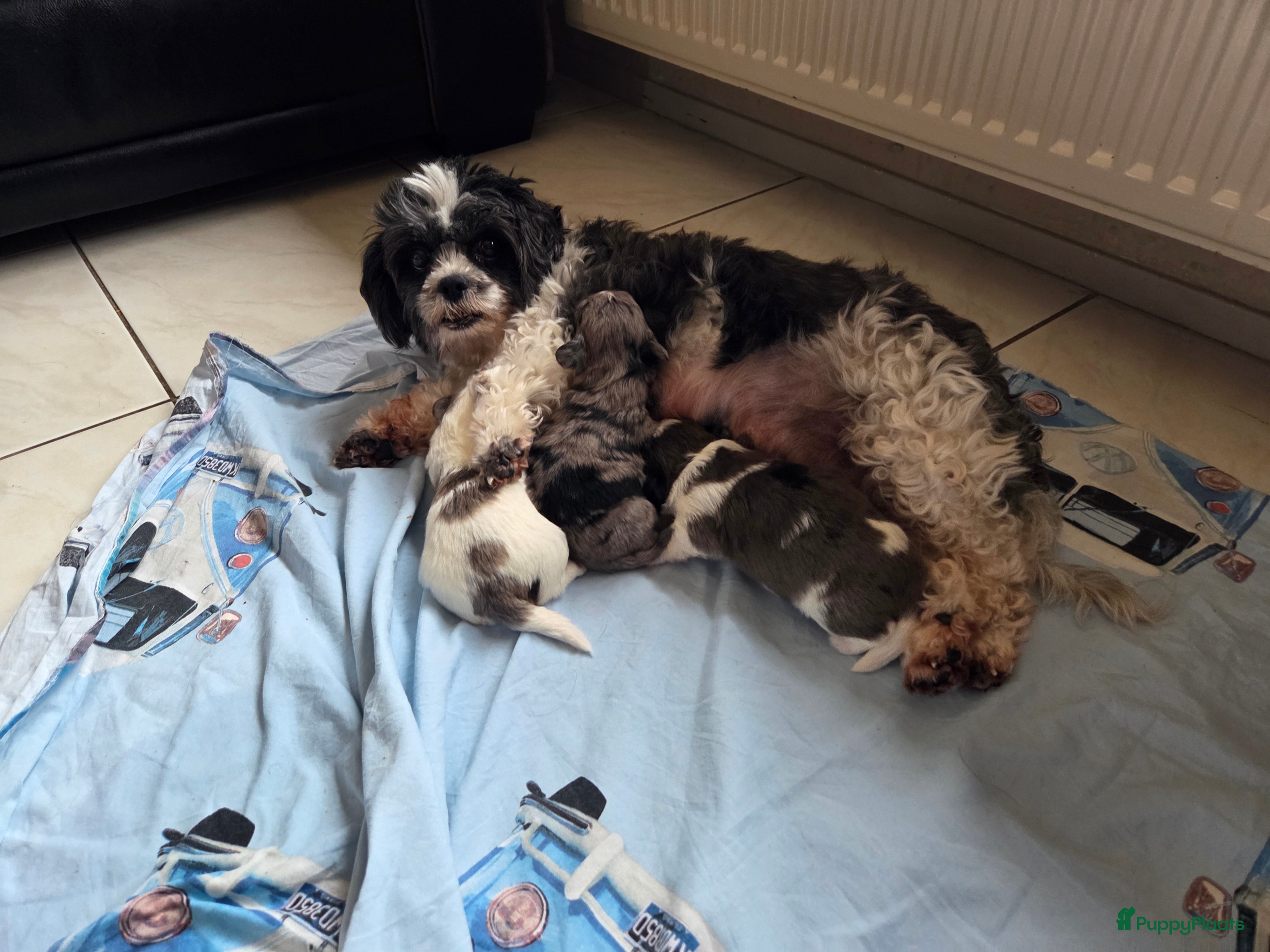 Boomer honden Nog 1 prachtige Merle boomer teefje beschikbaar  - Advertentie 1