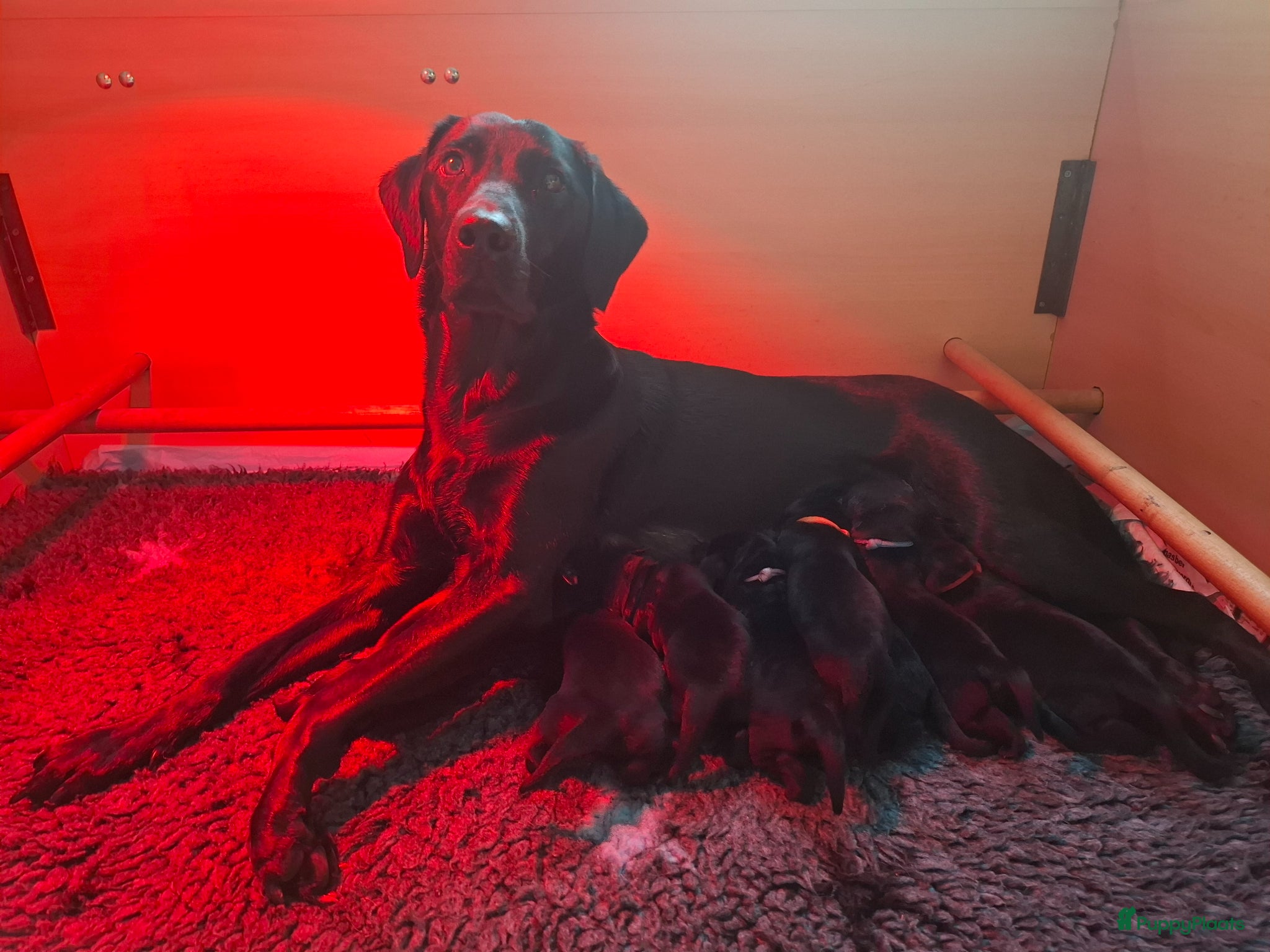 Labrador Retriever honden Field Trial labrador pup zwart - Advertentie 1