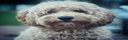 Australian Labradoodle honden ter dekking: Mr Bojangles dekreu - Advertentie 4
