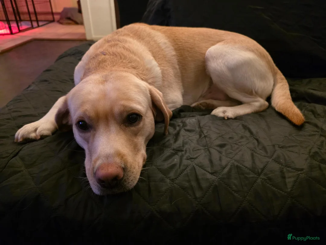 Labrador Retriever honden te koop: 6 mooie raszuiver labrador pups - Advertentie 2