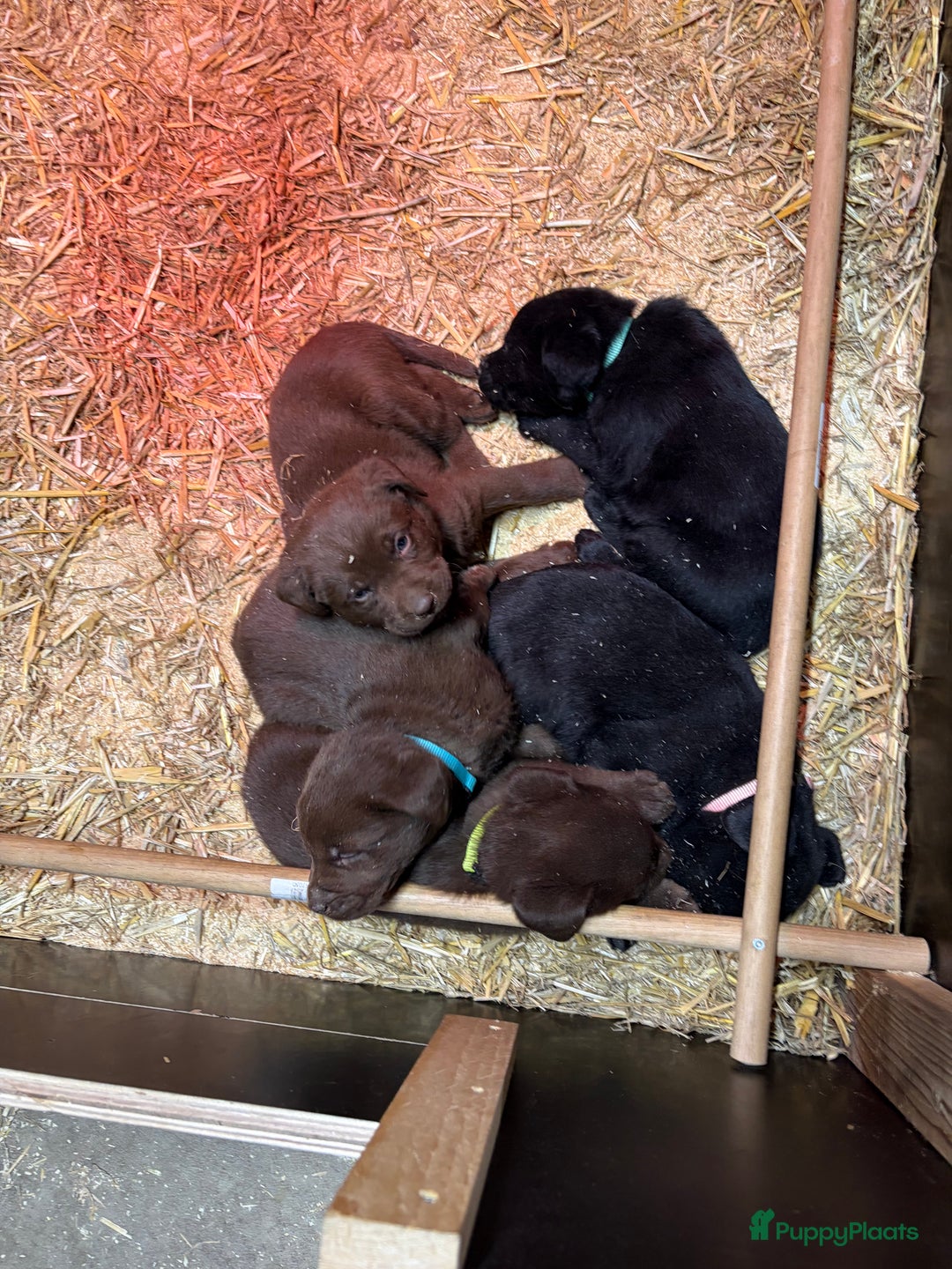 Labrador Retriever honden te koop: Nog 1 Lievebruine labrador pup te koop - Advertentie 6