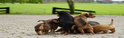 Jack Russel Terriër honden te koop: Stoere Jack Russel pups beschikbaar - Advertentie 28