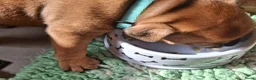 Kruising honden te koop: Prachtige pups - Advertentie 4
