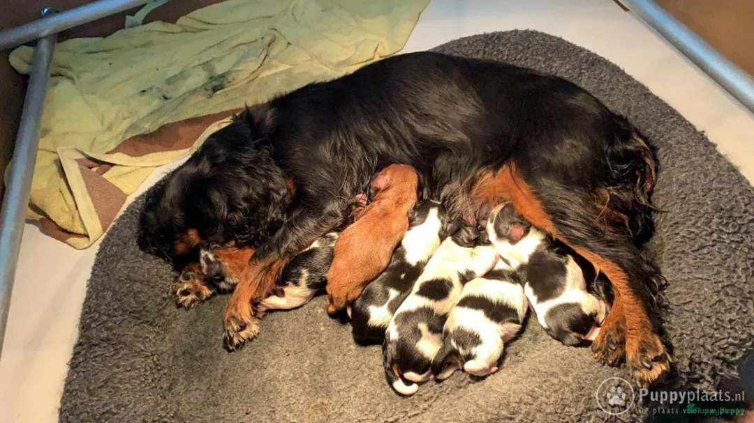 Cavalier King Charles Spaniel honden ter dekking: cavalierkingcharles spaniel dekreu messi in Mierlo - Advertentie 7