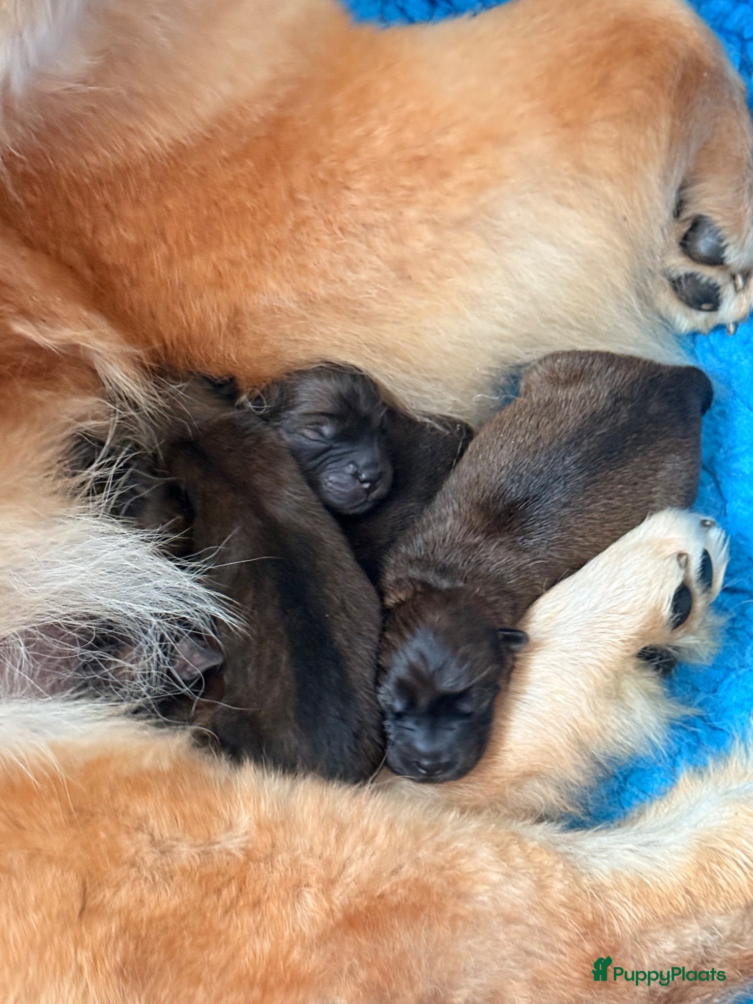 Chow Chow honden 🐾 Prachtige Chow Chow pups geboren 🐾 - Advertentie 1