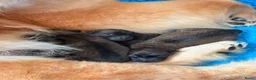 Chow Chow honden te koop: 🐾 Prachtige Chow Chow pups geboren 🐾 - Advertentie 1