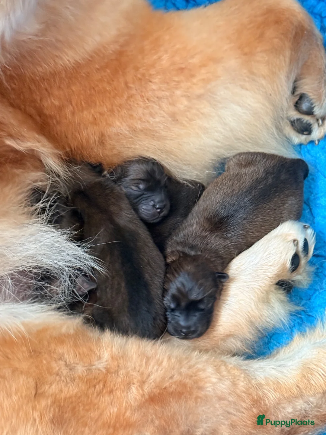 Chow Chow honden te koop: 🐾 Prachtige Chow Chow pups geboren 🐾 - Advertentie 1