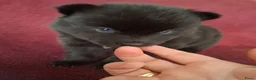 Pomsky honden te koop: 5 pomsky pups - Advertentie 4