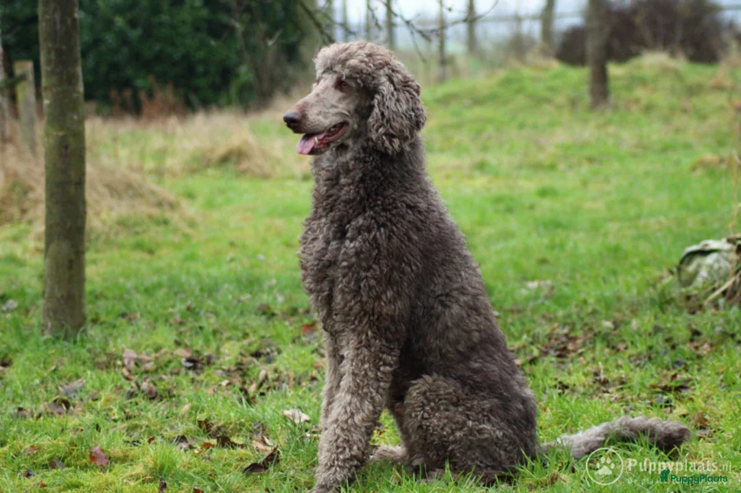 Poedel honden ter dekking: Raszuivere chocobruine en harlekijn koningspoedel in Markelo - Advertentie 7