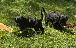 Cockapoo honden te koop: Cockapoo herhaalnestje in Kessel - Afbeelding 4