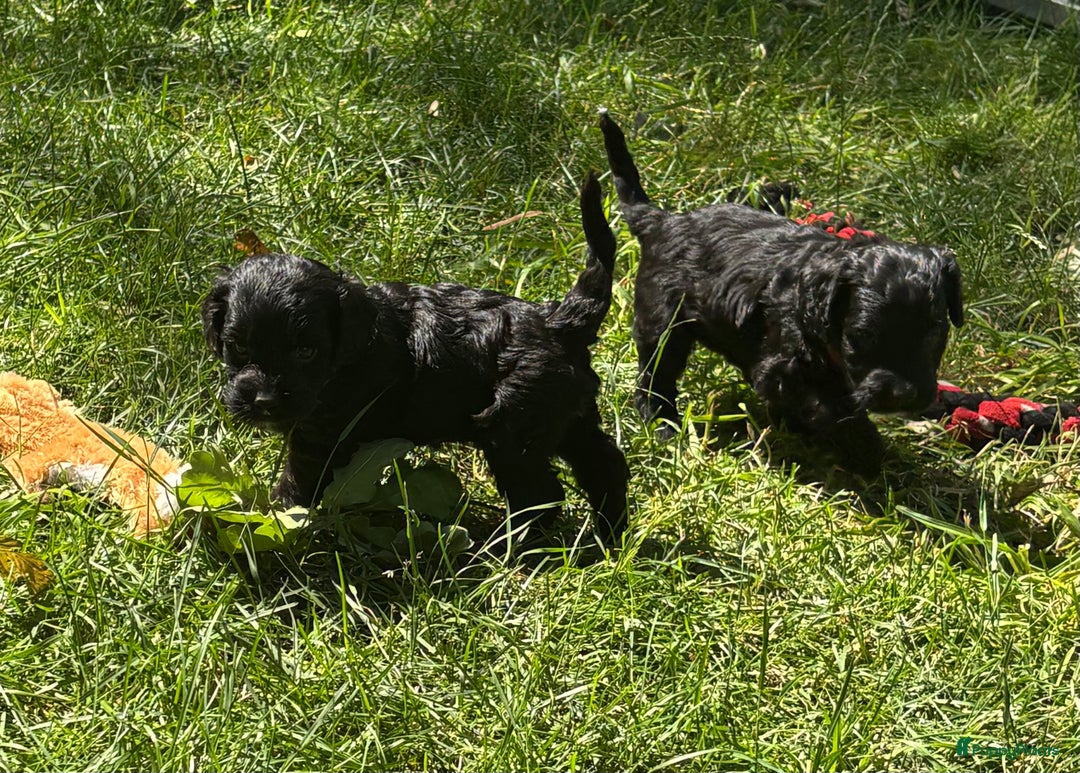 Cockapoo honden te koop: Cockapoo herhaalnestje in Kessel - Afbeelding 4