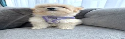 Maltipoo honden te koop: Mooie, kleine maltipoo teefjes  - Advertentie 10