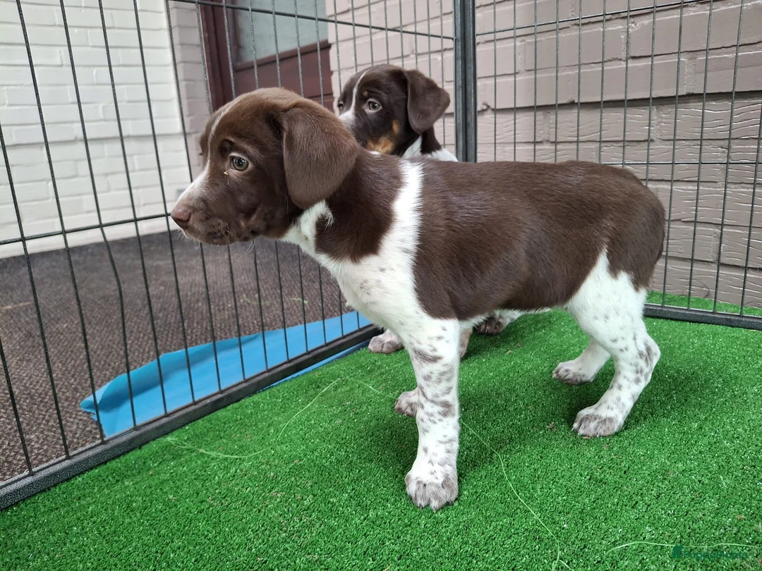 Kruising honden te koop: heidewachtel x boerenfox pups - Advertentie 2