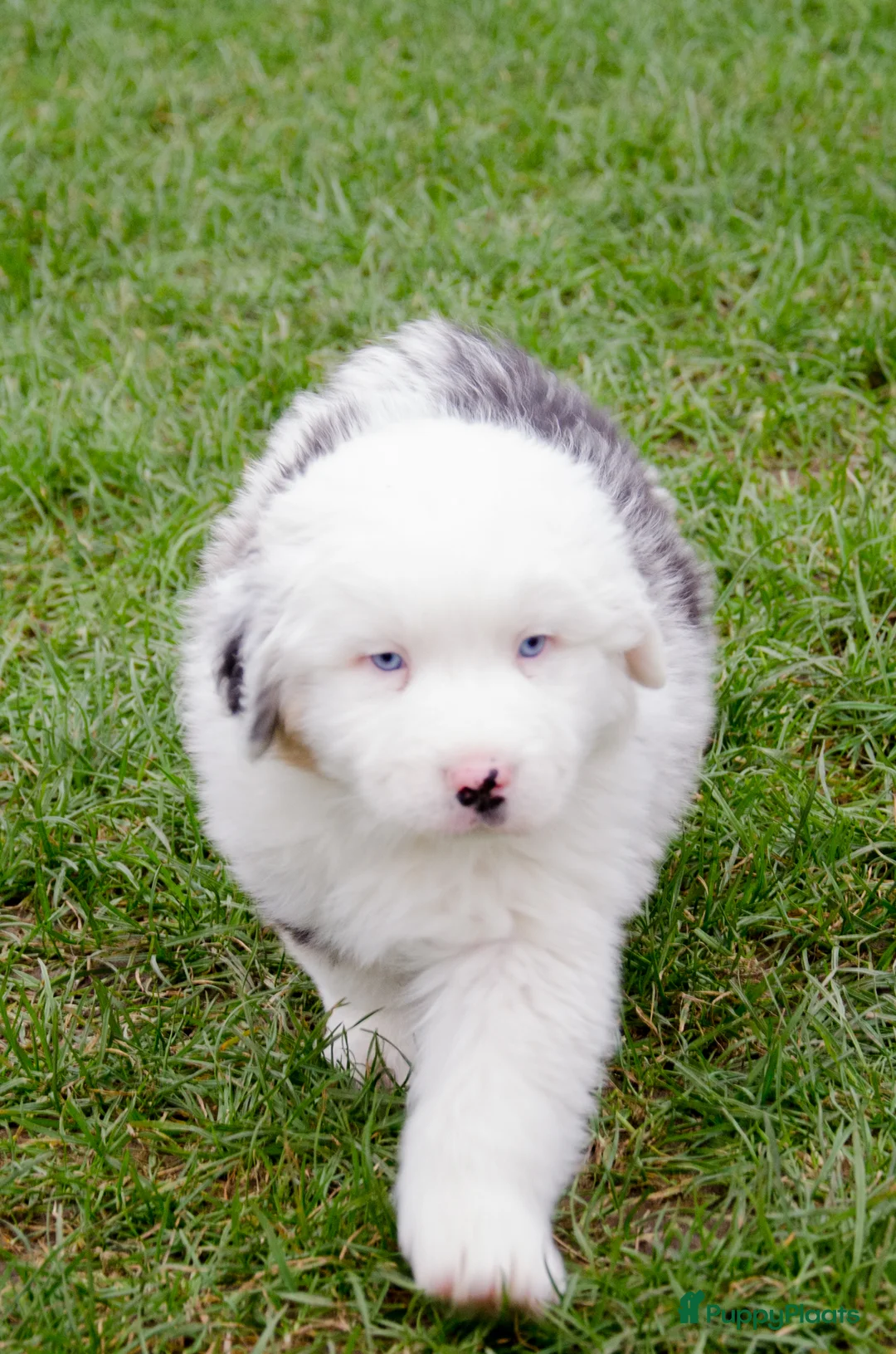 Australian Shepherd honden te koop: Australische herder pups geboren op boerderij (BE) - Advertentie 9