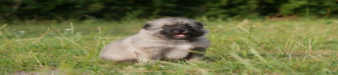Kruising Puppy 1