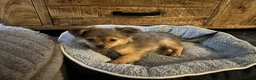 Pomchi honden te koop: Pomchi reutje. - Advertentie 3